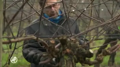 Zachte winter: muggen steeds actiever