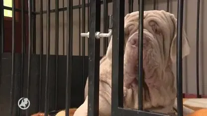 Els vangt huisdieren op van overleden baasjes en haar opvang zit nu stampvol