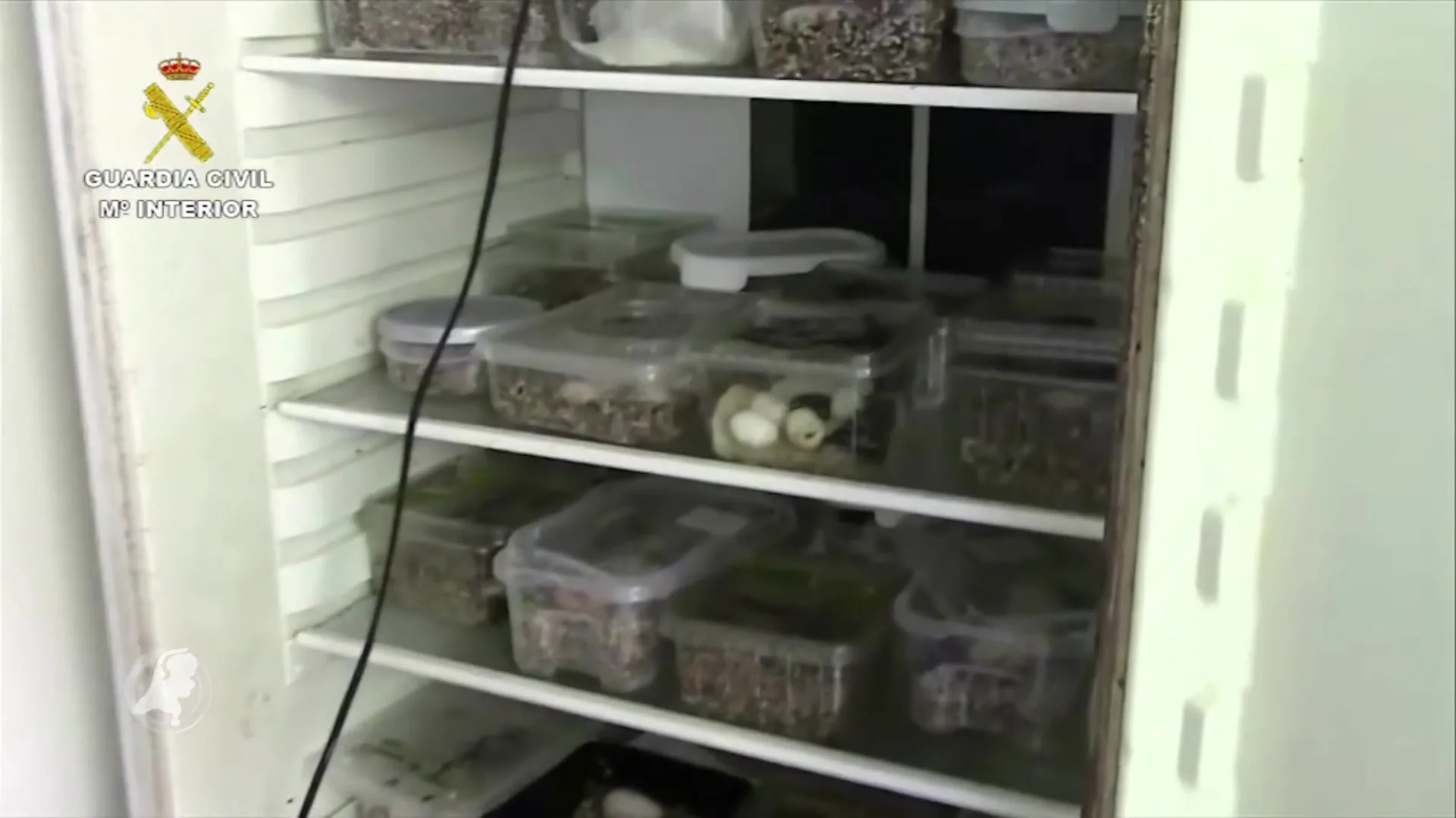 'Grootste illegale schildpaddenboerderij ooit gevonden op Mallorca'