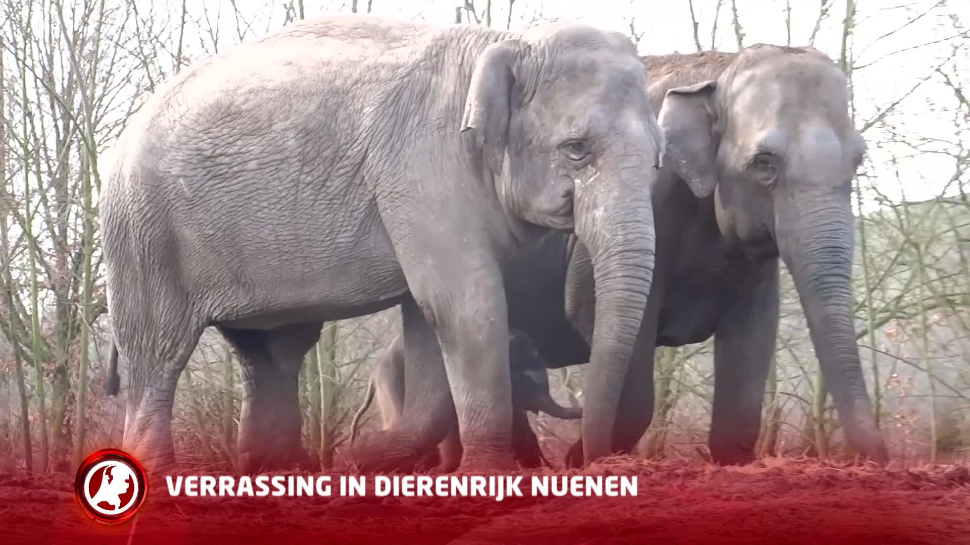 Dierenrijk Nuenen verrast met de geboorte van een olifantje