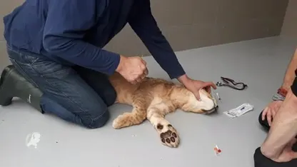 Dierenarts onderzoekt gevonden leeuwenwelpje Remy