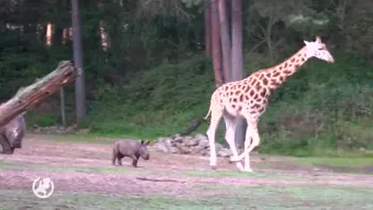 Pasgeboren neushoorntje Burgers' Zoo loopt brutaal voor het eerst naar buiten