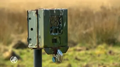 Unieke kans voor onderzoekers: Veluwse dieren hebben vrij spel door coronavirus