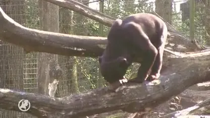 Schotse beer moet vrouwelijke beren 'prikkelen' in Arnhem