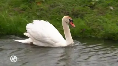 Brandweer moest zwempaard Sterre al vier keer uit de sloot vissen