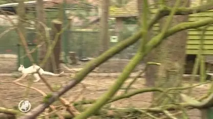 Kim en Twan hebben babywallaby aan hun buik hangen