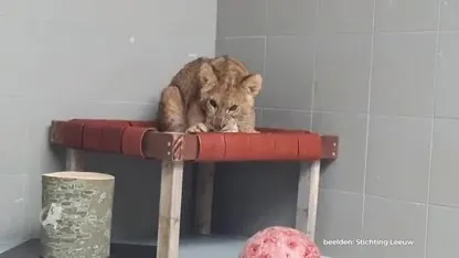 Leeuwtje uit Tienhoven maakt het goed, maar waar komt hij vandaan?