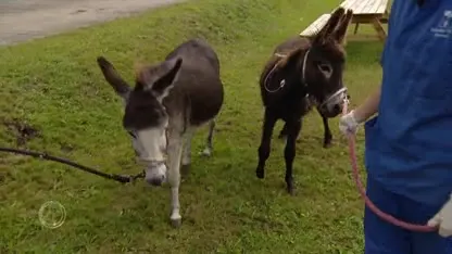 Ezel Dio kan weer vooruit: nieuwe pacemaker voor de viervoeter
