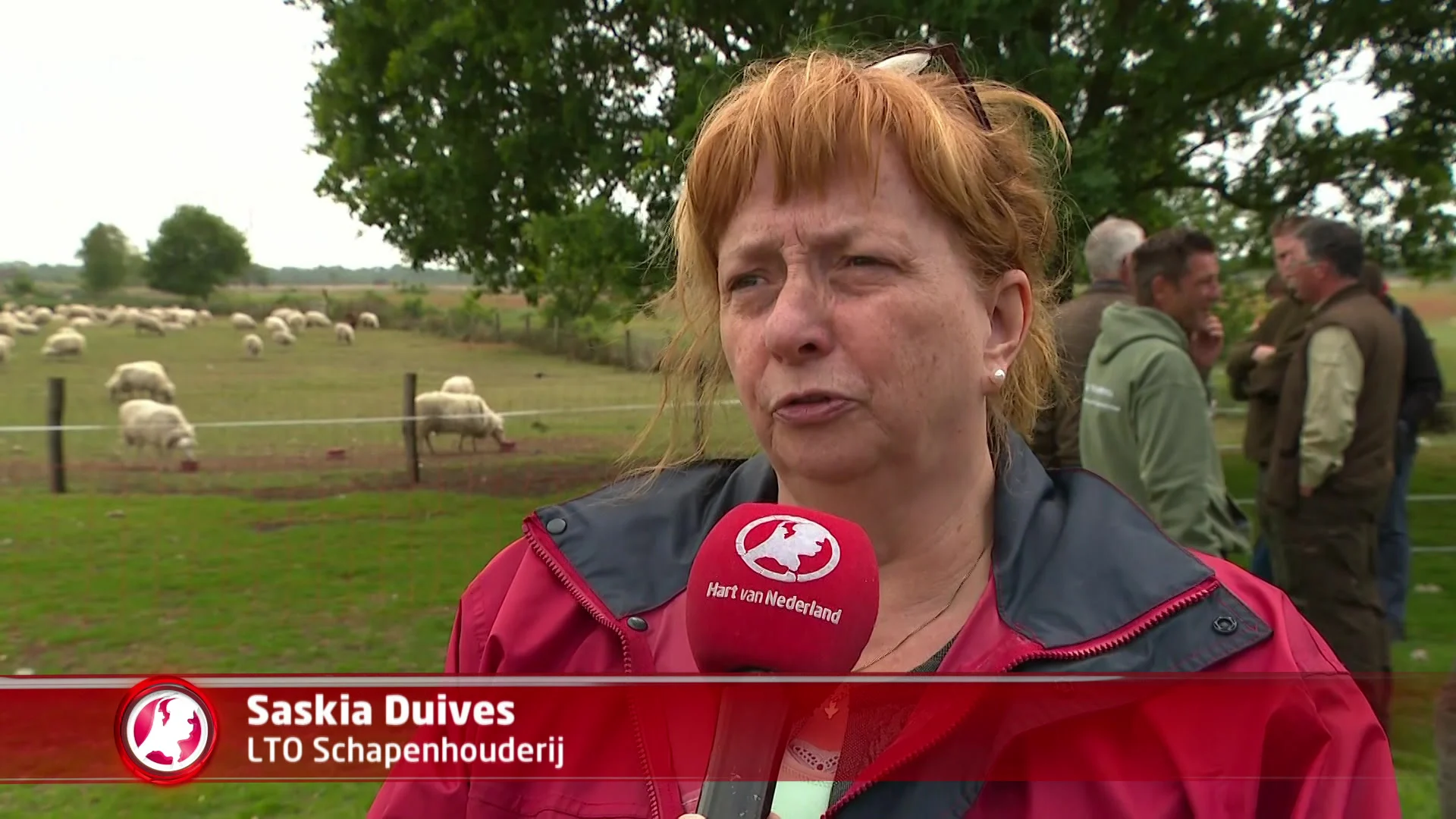 Wolf slaat twee keer toe bij dezelfde boer