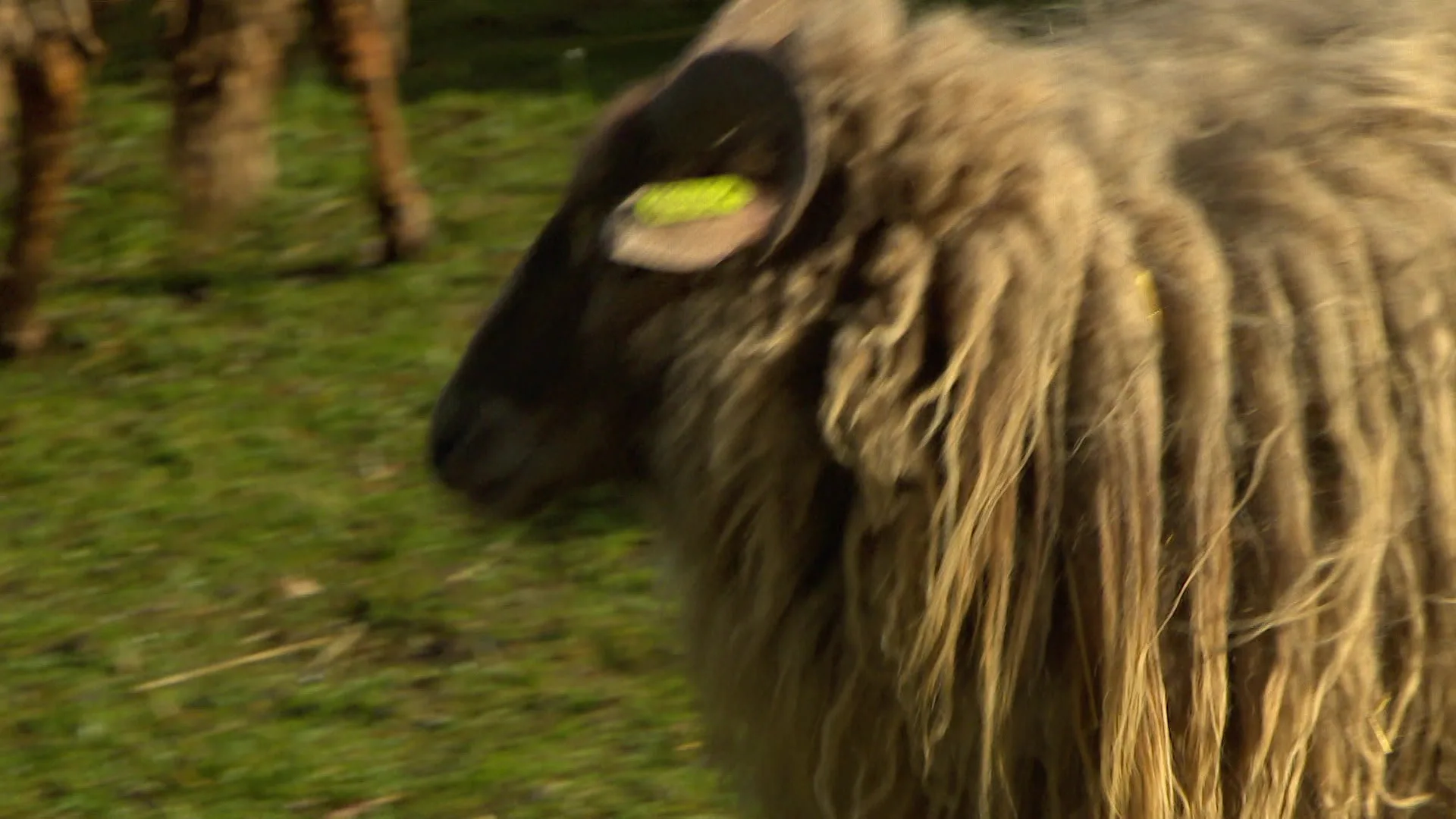 Schapenherder: 'Bij toename aantal wolven is afschieten onvermijdelijk'