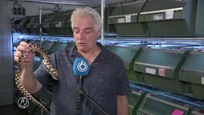 Amerikaanse stierslang in Haagse duinen