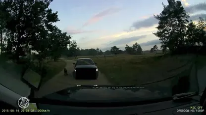 Oproep na tientallen dode wilde zwijnen op de Veluwe: stop met voeren!