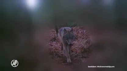 Wolfjes op de Veluwe groeien als kool