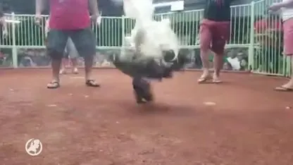 Illegale fokkerij voor hanengevechten opgerold, twee mannen aangehouden