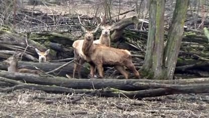 Rechter verhindert afschieten edelherten Oostvaardersplassen