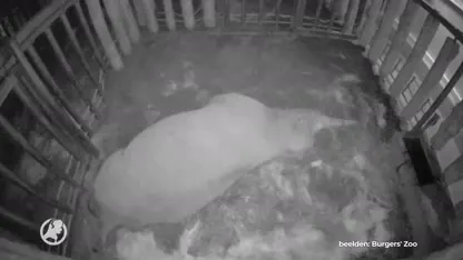 Beschuit met muisjes in Burgers' Zoo