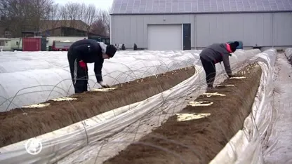 Seizoensarbeiders blijven thuis, barman wordt aspergesteker