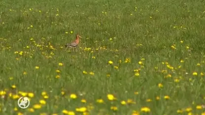 Kievitskuikens verhongeren door droogte, boeren komen in actie