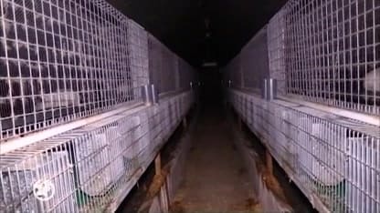 Konijnenboutje met kerst krijgt nare smaak na zien barre leefomstandigheden