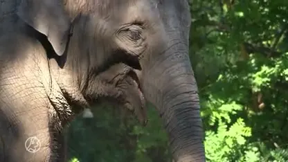 Blijdorp lijdt miljoenenverlies en vraagt bezoekers om steun