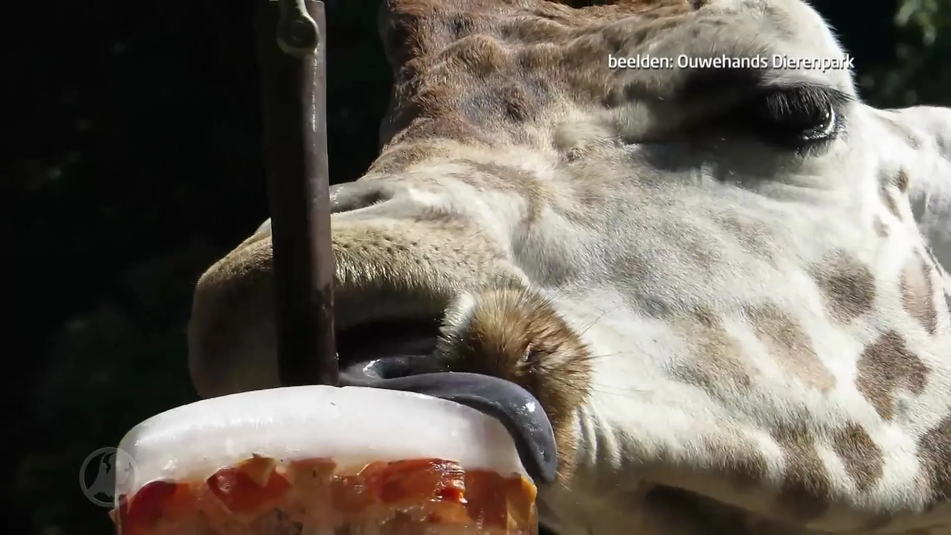 Verkoelende traktaties voor dieren Ouwehands Dierenpark