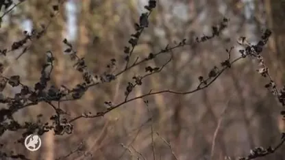 Brandweer kan natuurbrand Deurnese Peel niet bedwingen, vuur laait verder op