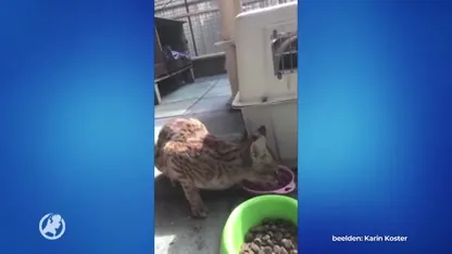 Ontsnapte savannah-kat Whalhallah na twee weken weer gevangen