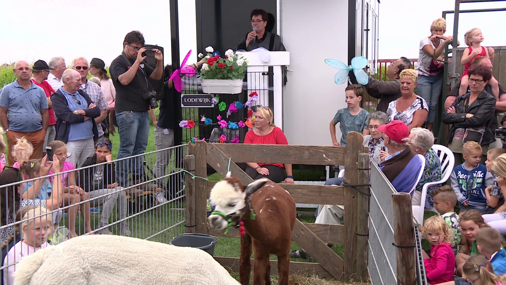 Veel belangstelling voor huwelijk tussen alpaca's in Leimuiden