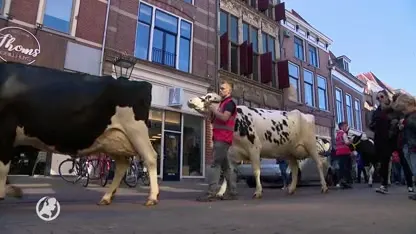 Miss koe-verkiezing in Kampen