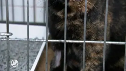 Duivelse dilemma’s dierenartsen: wie betaalt behandelingen voor dieren zonder eigenaar?