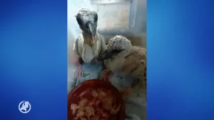 Het gaat goed met de geredde ooievaartjes