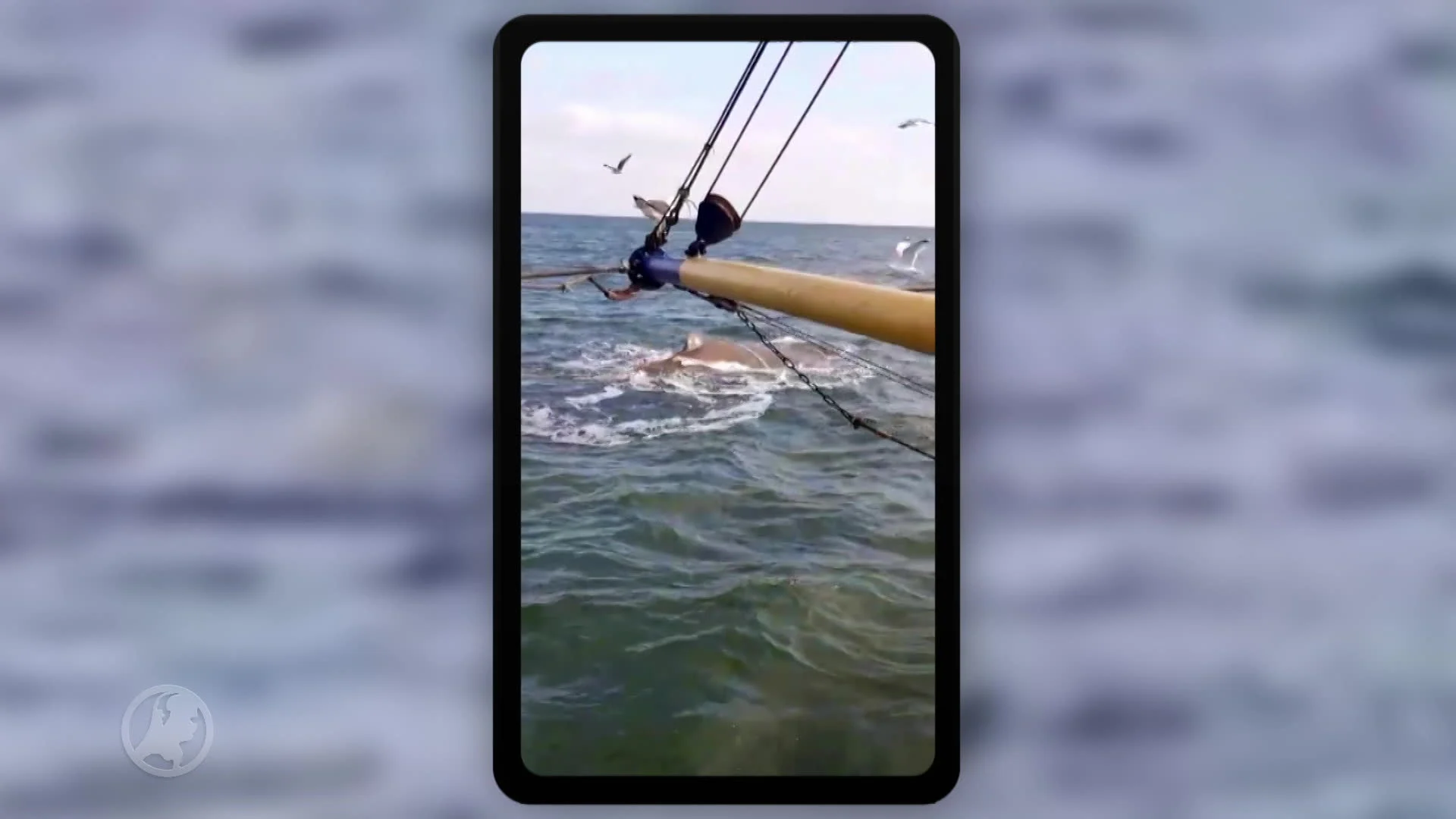 Potvis ligt nog steeds voor kust Den Helder, conditie zorgelijk