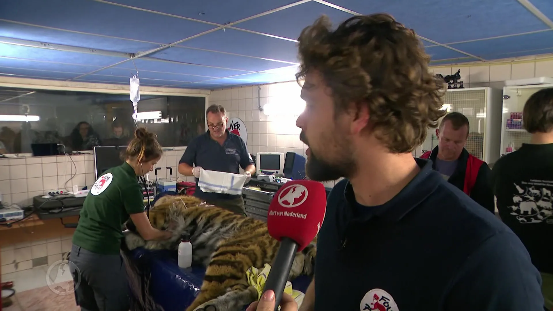 Tijgers uit Aleppo krijgen eerste medische keuring in Nederland