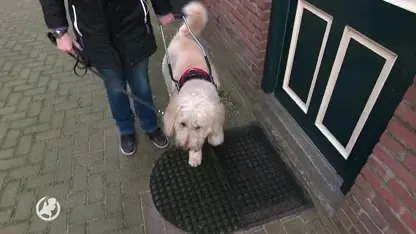 Geleidehonden massaal van de leg door schok op spoorwegovergangen
