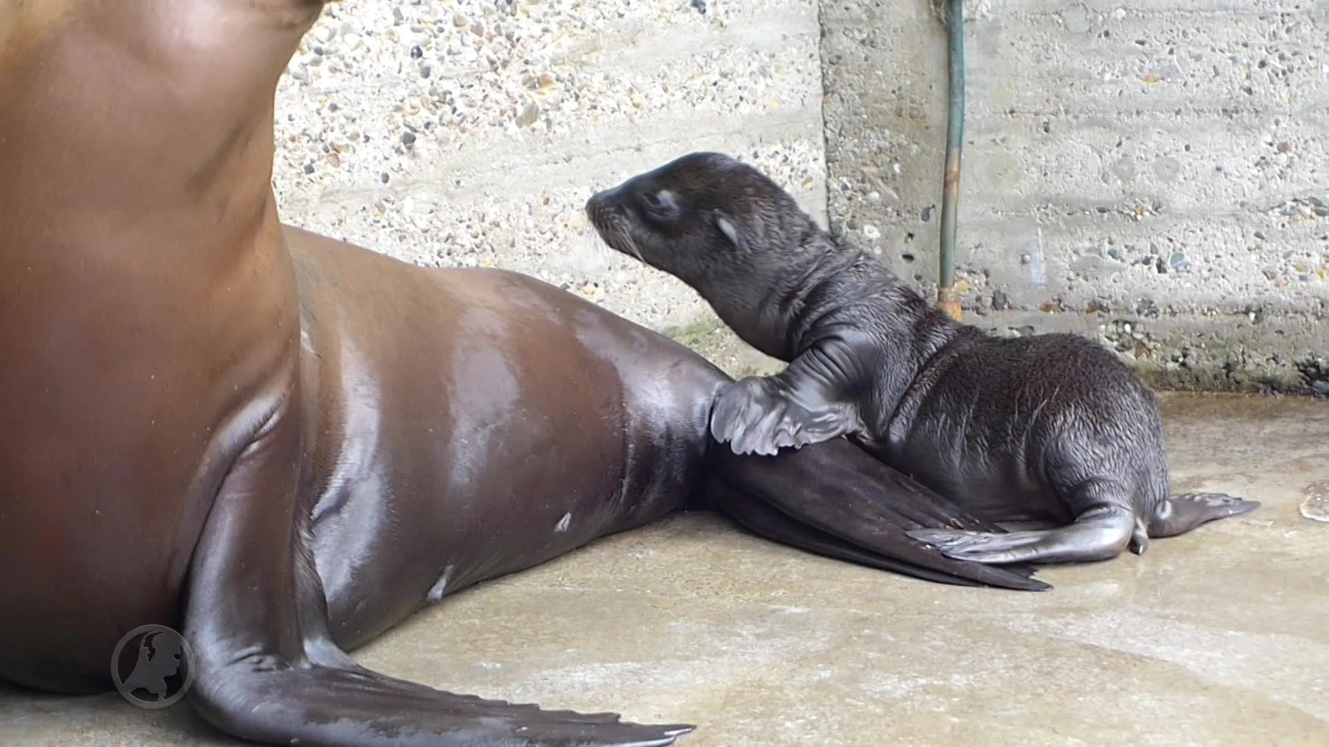 Wat fantastisch: twee zeeleeuwtjes geboren in Artis