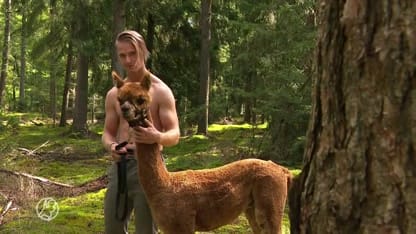 Een jaarkalender met hete halfnaakte hunks en... alpaca's?!