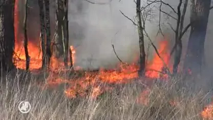 Zeer grote natuurbrand in Mensingebos in Drenthe