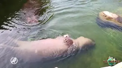 Overleden nijlpaard Wildlands blijkt genderneutraal