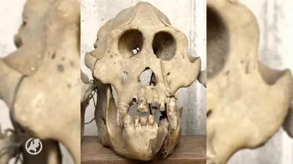 Friese apenschedel wordt gezocht