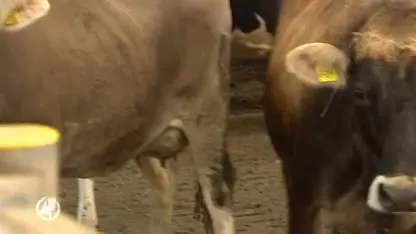 Ondernemers en gemeente Hellevoetsluis lijnrecht tegenover elkaar om 'patatweg'