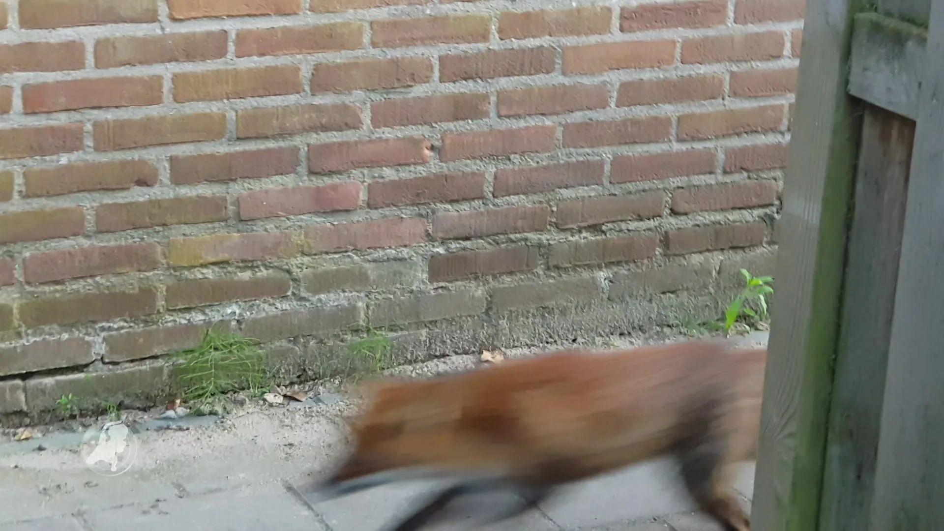 Sluw vosje uit Wageningen laat zich niet vangen en is Dierenambulance steeds te slim af