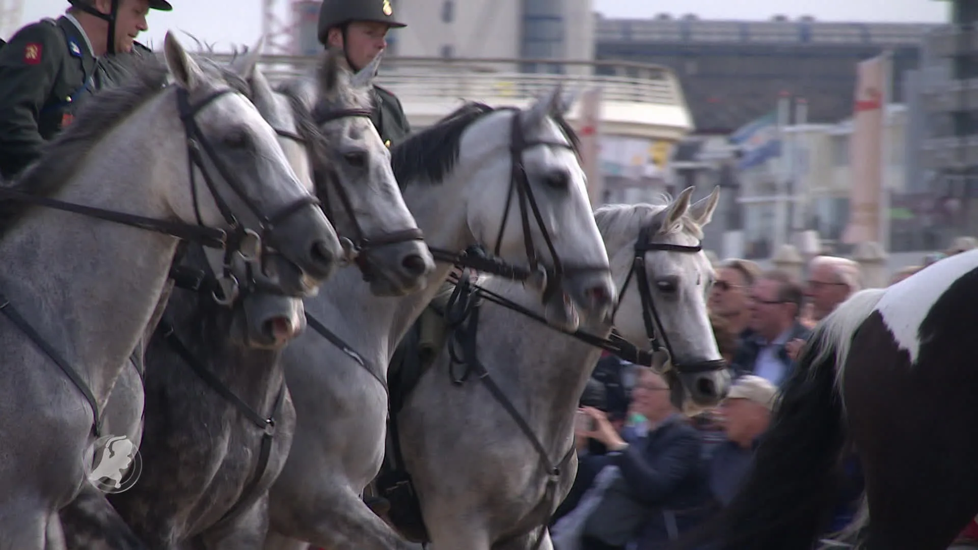 Paarden danig uitgetest tijdens Cavalerie Ere-Escorte