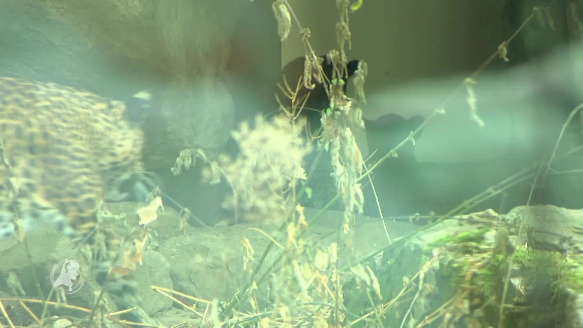 Panterwelpjes Burgers' Zoo voor het eerst naar buiten