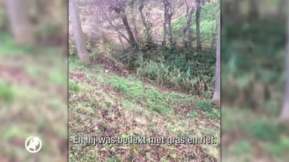 Vermiste hond Bas blijkt doodgeschoten