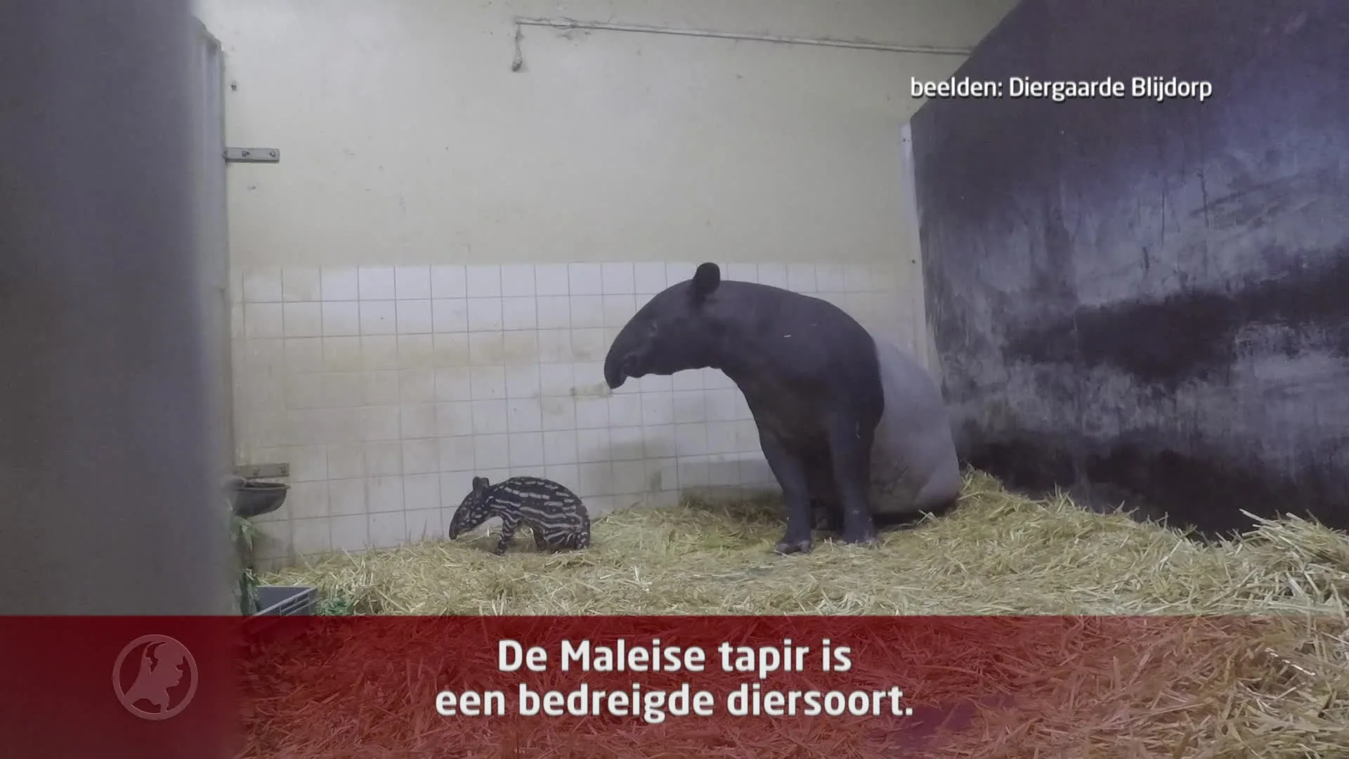 Tapir geboren in Blijdorp