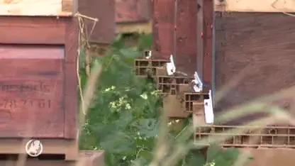 Biesbosch in de ban van bijenoorlog