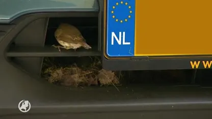 Arie vindt nestje roodborstjes achter zijn bumper