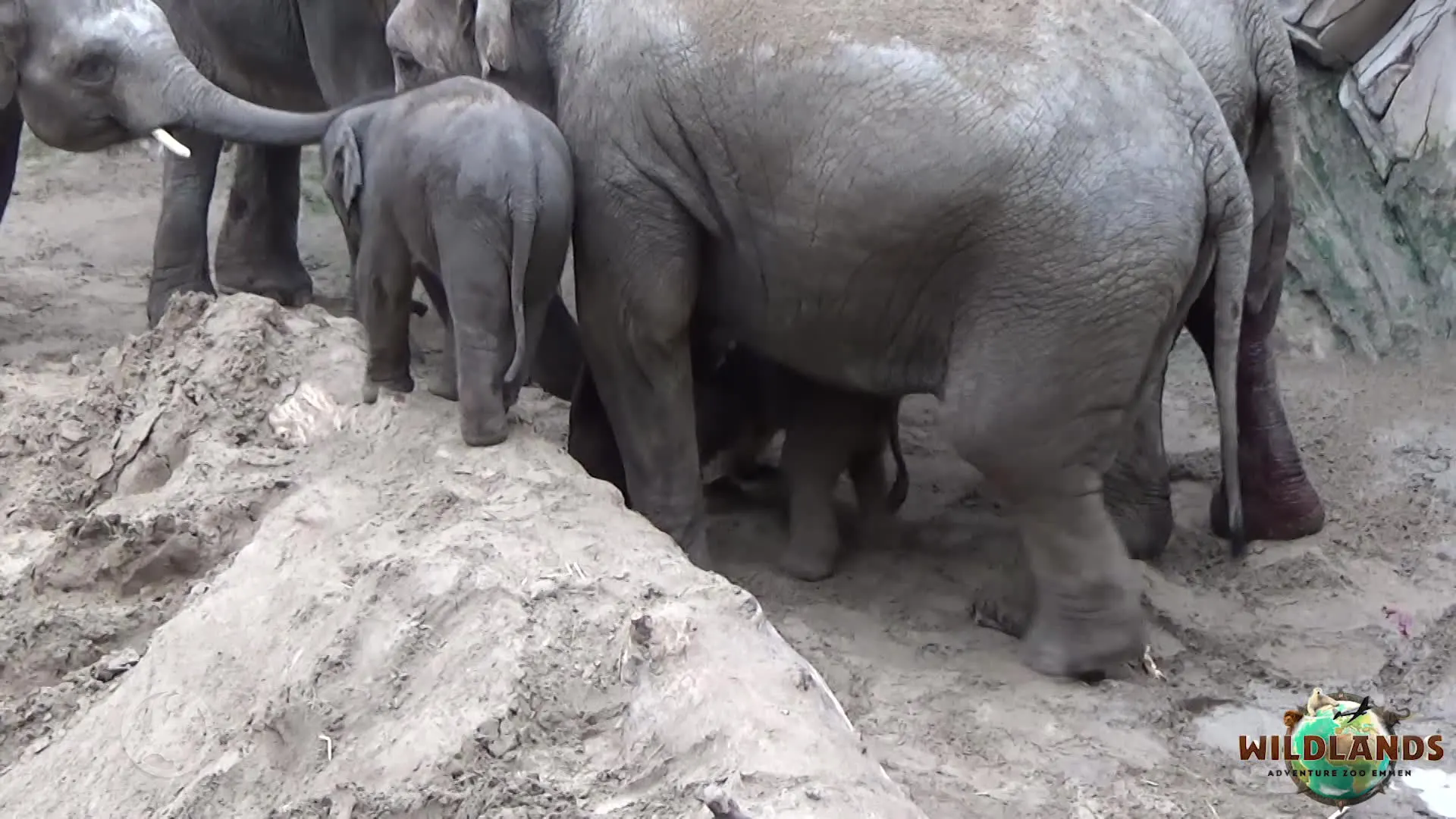 Opnieuw olifantje geboren in Wildlands Emmen