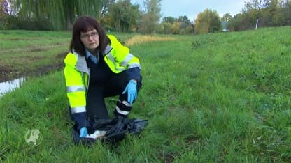 Dode konijnen gedumpt in bos en sloot, alle botjes gebroken