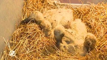 Vader ooievaar overlijdt en drukt jong dood, vier andere jongen net op tijd gered